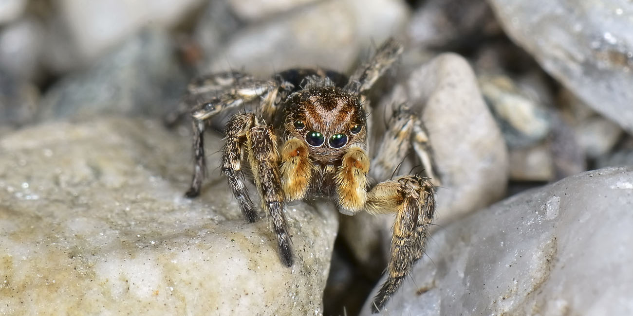 Aelurillus v-insignatus - San Giorio di Susa (TO)